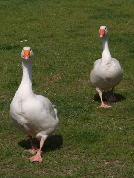 BUGA Schwerin   123.jpg